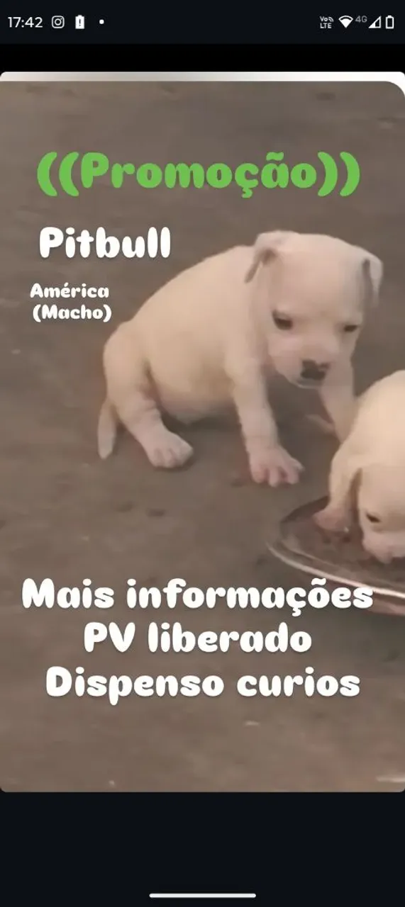 Pitbull American Macho - Promoção!