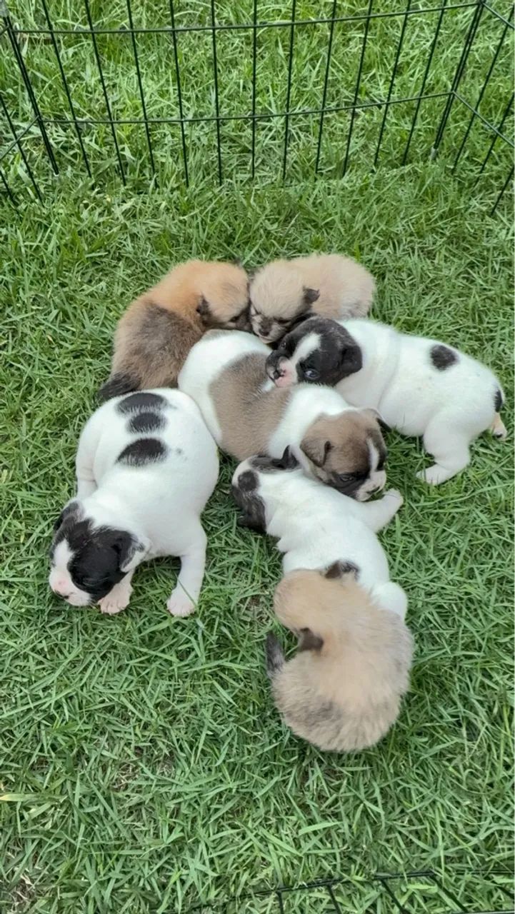 Filhotes fofos de Bulldog Francês disponíveis!
