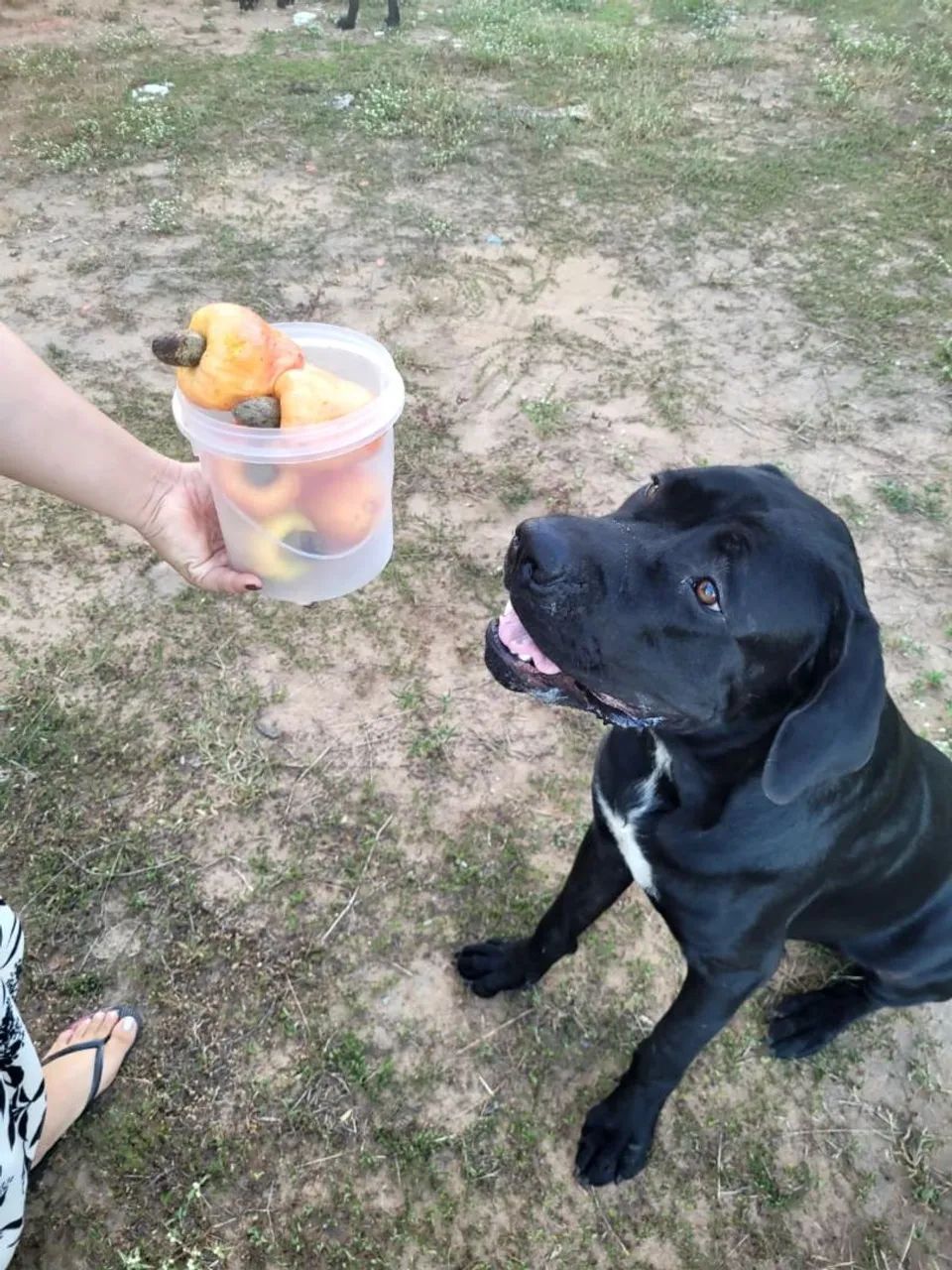 Filhotes de Cane Corso - Foto 3
