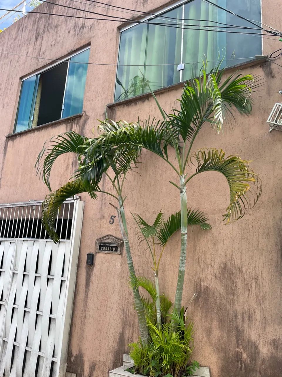 Foto - Manaus - Lírio do Vale