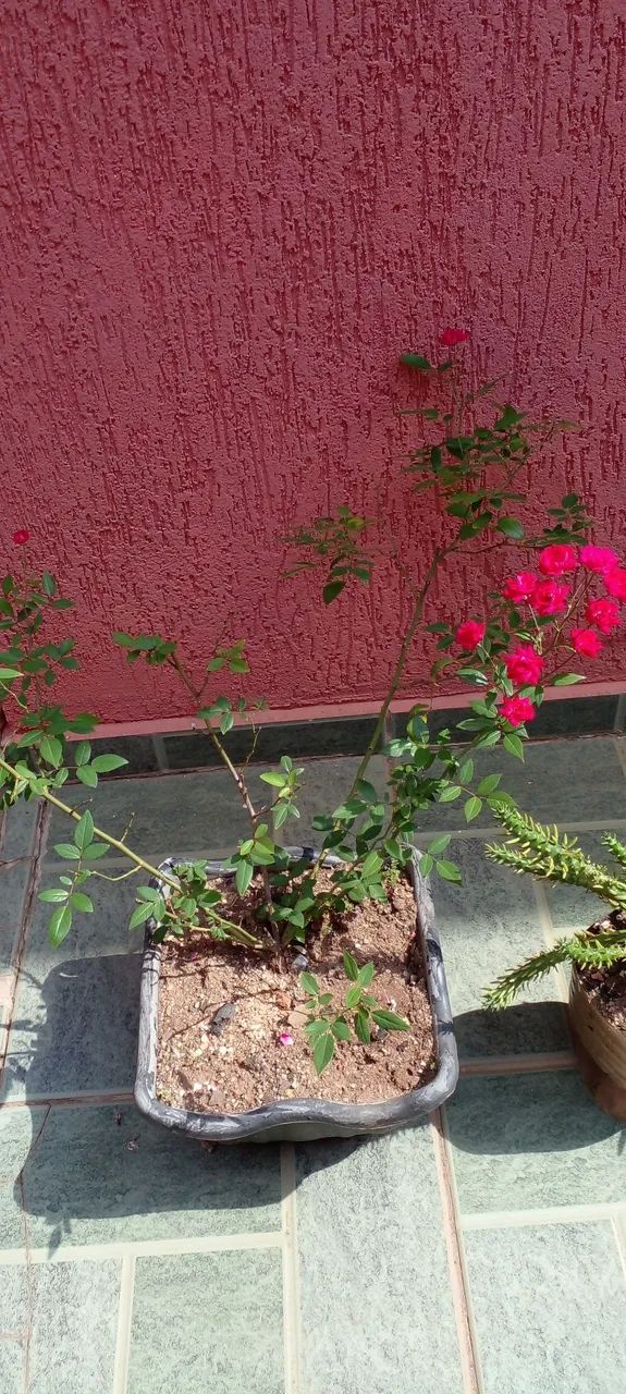Vasos com roseiras cactos e suculentas  - Foto 2