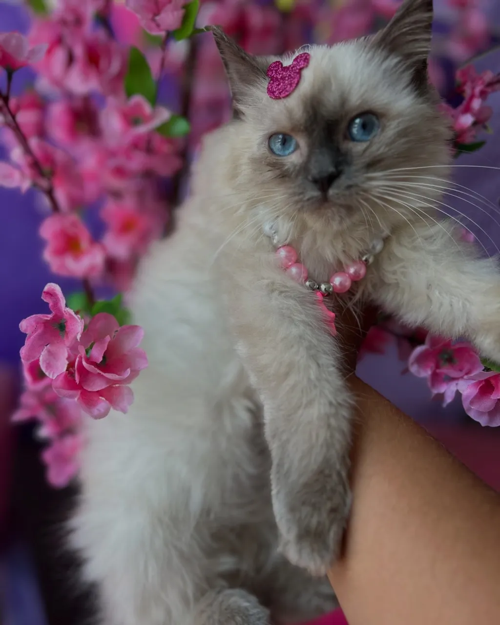 Ragdoll Fêmea 