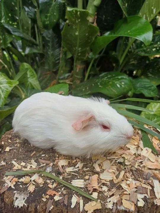 Porquinhos da india - Foto 5