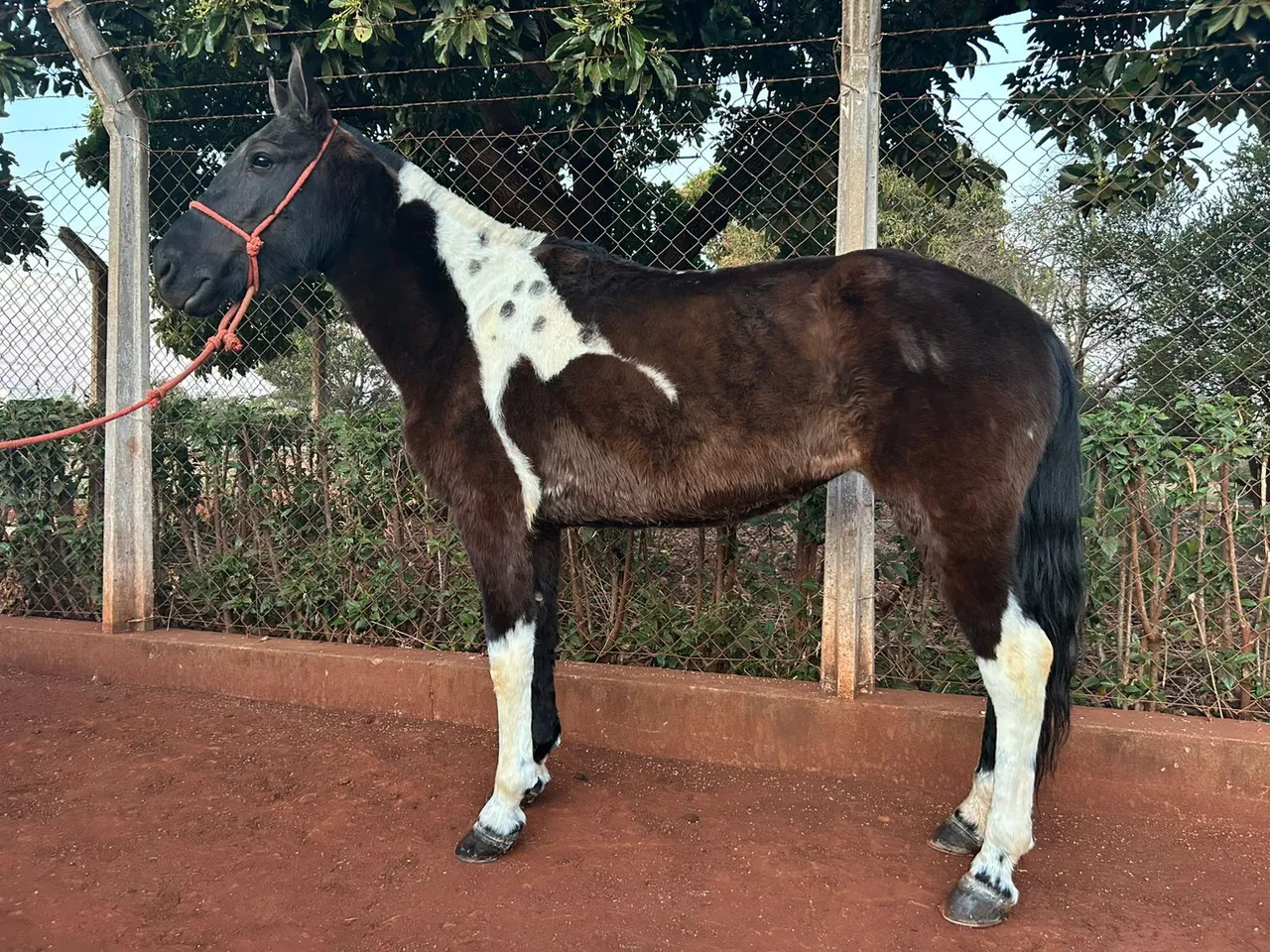 Égua Mangalarga Marchador