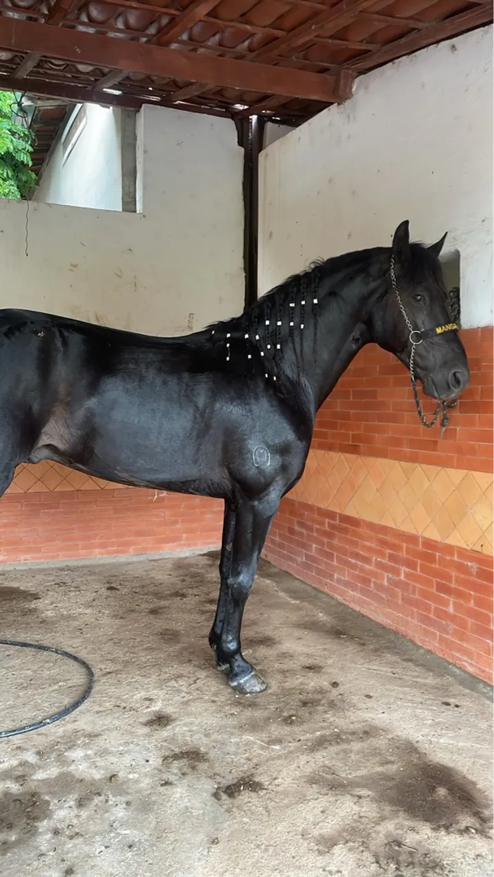 Vendo cavalo preto linhagem elfo