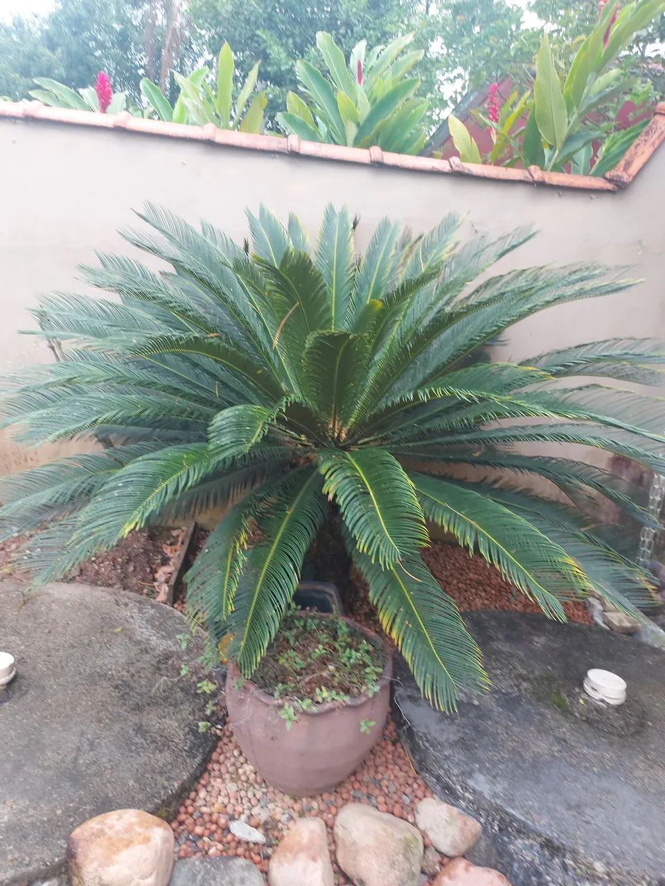 Planta Cica Revoluta