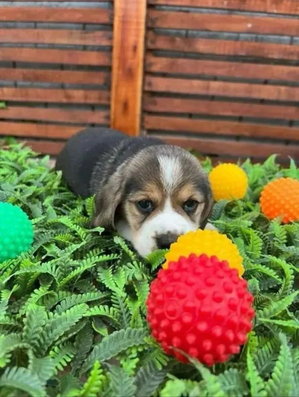 Filhote Beagle - Sentido ao seu coração 