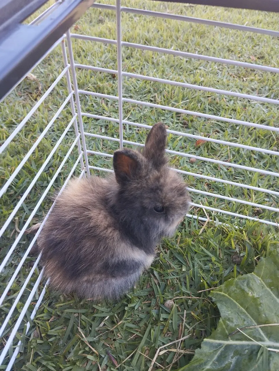 Coelhinho fofinho para venda!!!