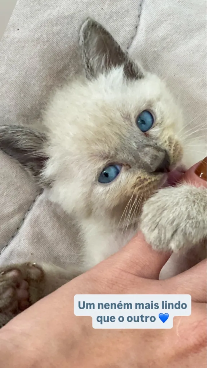 Gatinhos filhotes para adoção - 2 Fêmeas