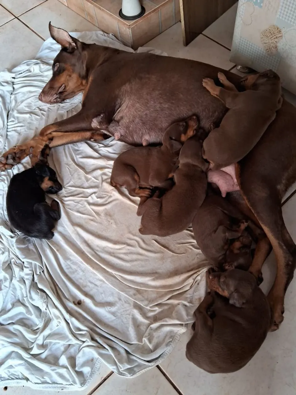 Filhotes de Doberman