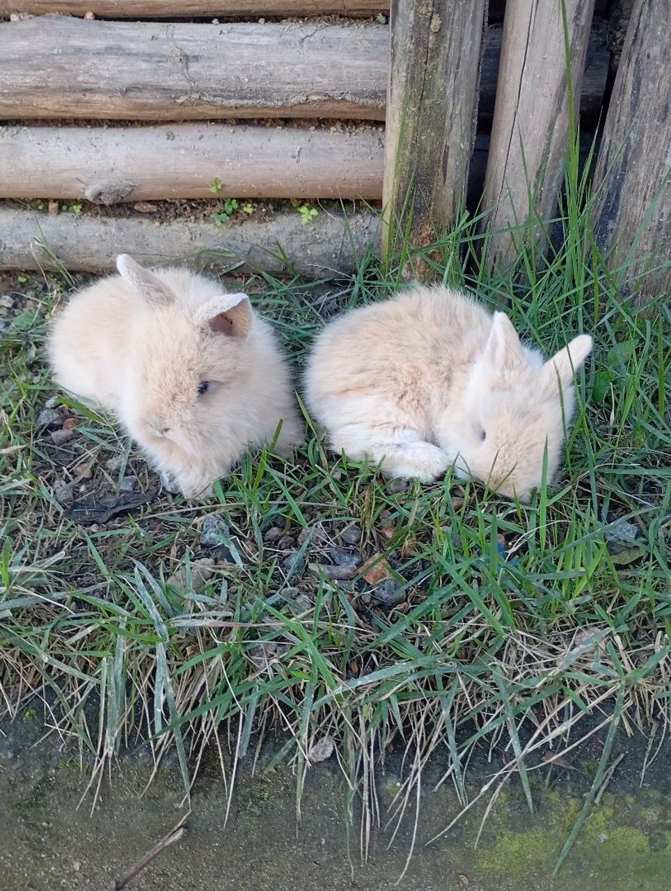 Casal de Coelho Teddy dwerg, fêmea mini coelho Netherland e casal de coelho comum - Foto 2