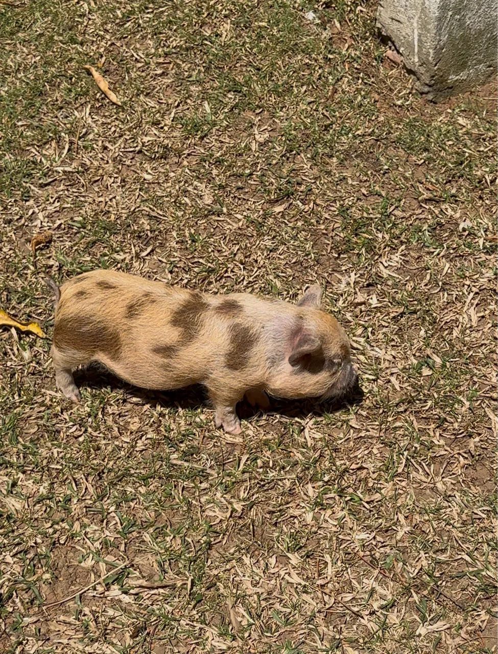 Mini pig, mini porco, KuneKune, importado  - Foto 5