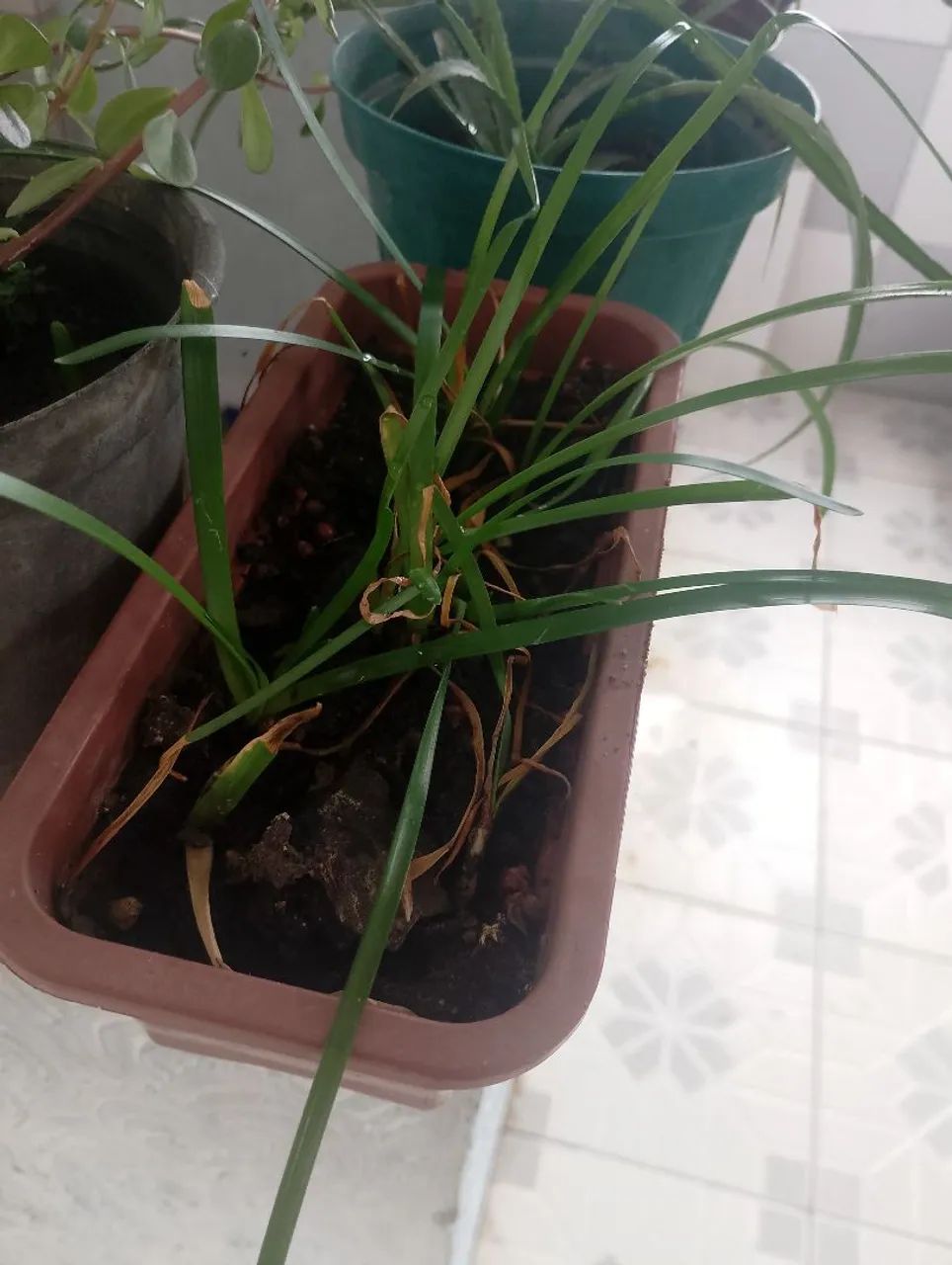 Mudas diversas 5 mudas - Foto 2