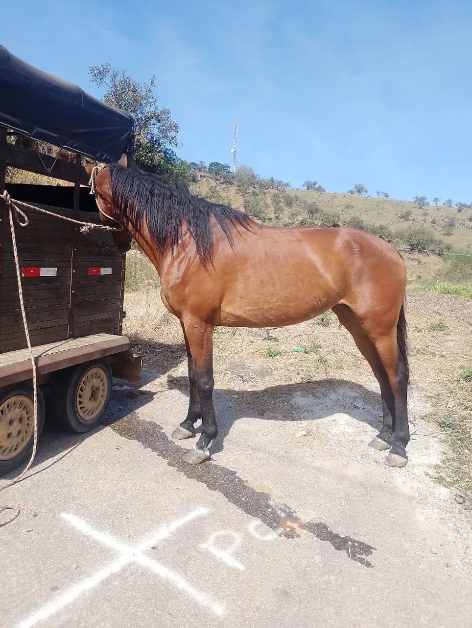 Égua Argentina de engate  - Foto 6