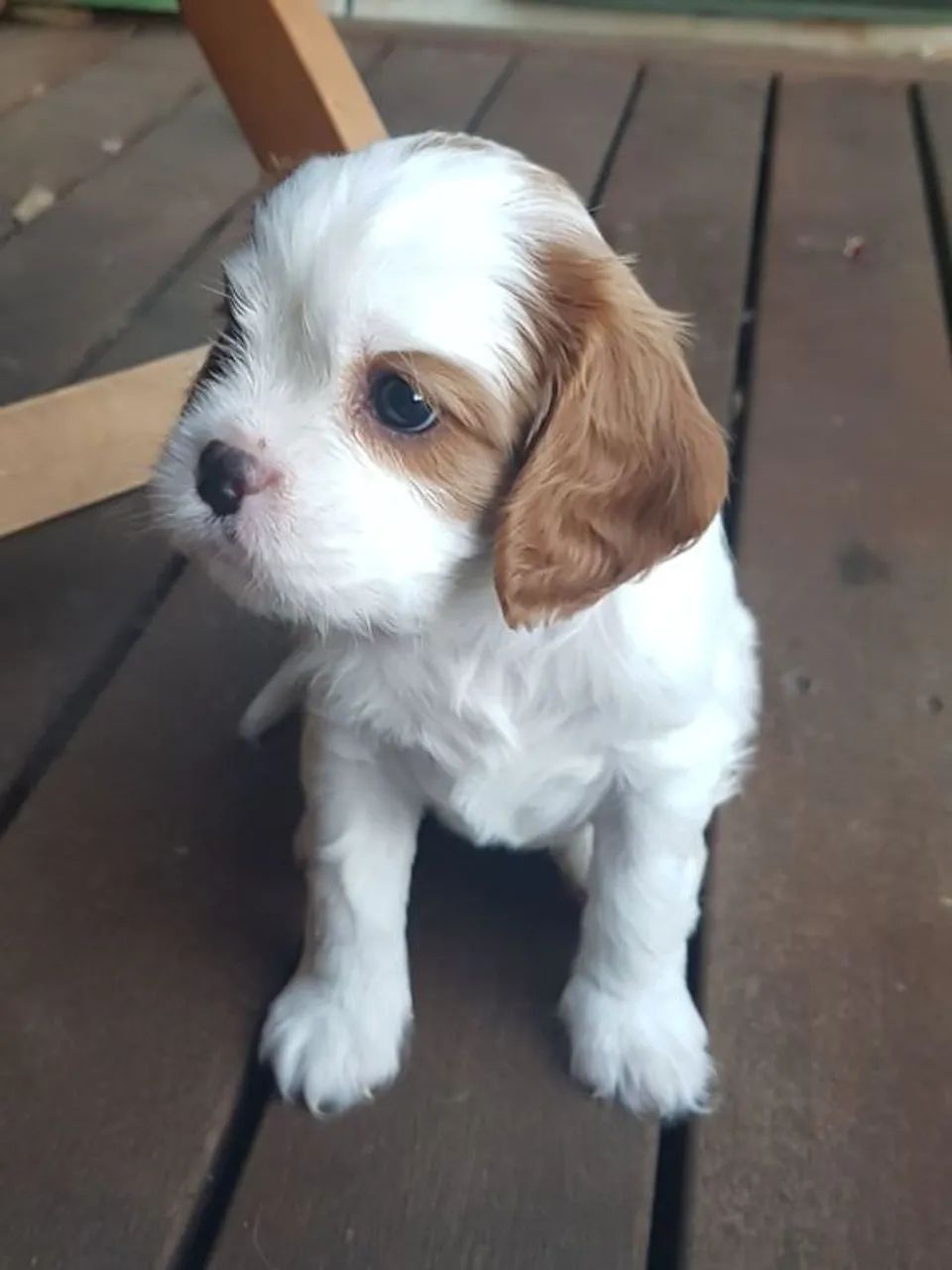Cavalier king Disponível com entrega Imediata 