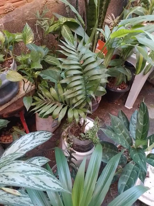 20$ lindas plantas - Foto 2