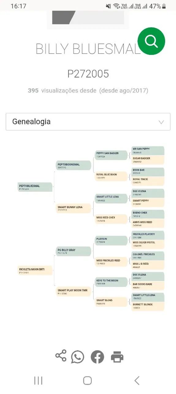 CAVALO QUARTO DE MILHA REGISTRADO - Foto 3