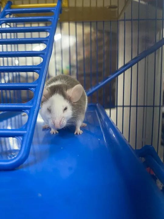 Topolino Zeca, fofo para venda - Foto 4