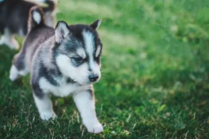 Husky Siberiano