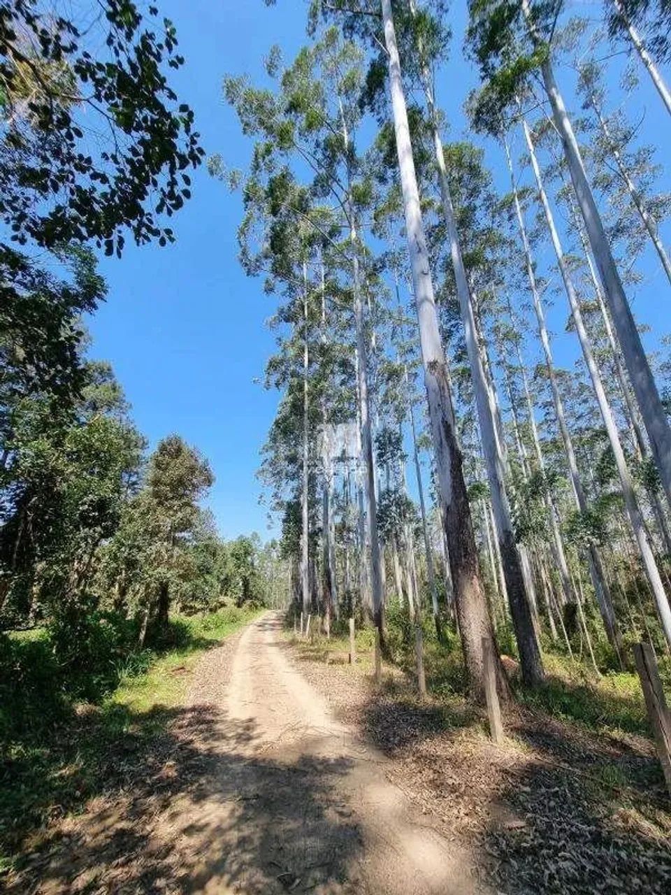 Fazenda com reflorestamento de Pinus e Eucaliptos - Foto 2