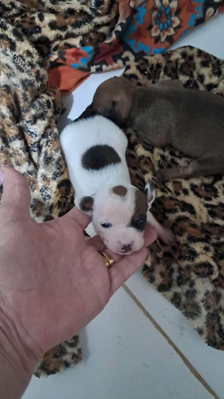 Pinscher machim