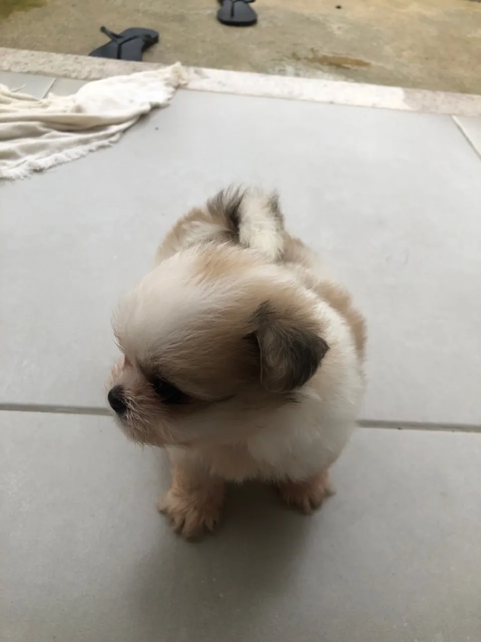 Filhote Shih Tzu - fêmea