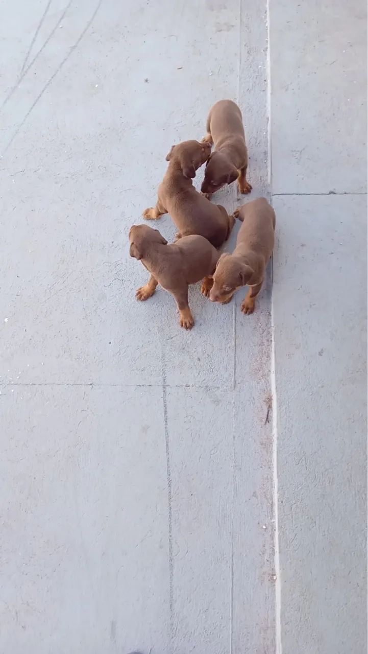 vendo filhote de dobermann marrom PURO - Foto 4