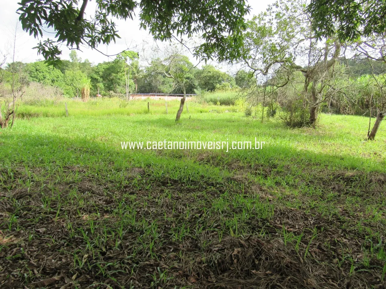 Sítio Com Área de 8.000m2 Todo Plano