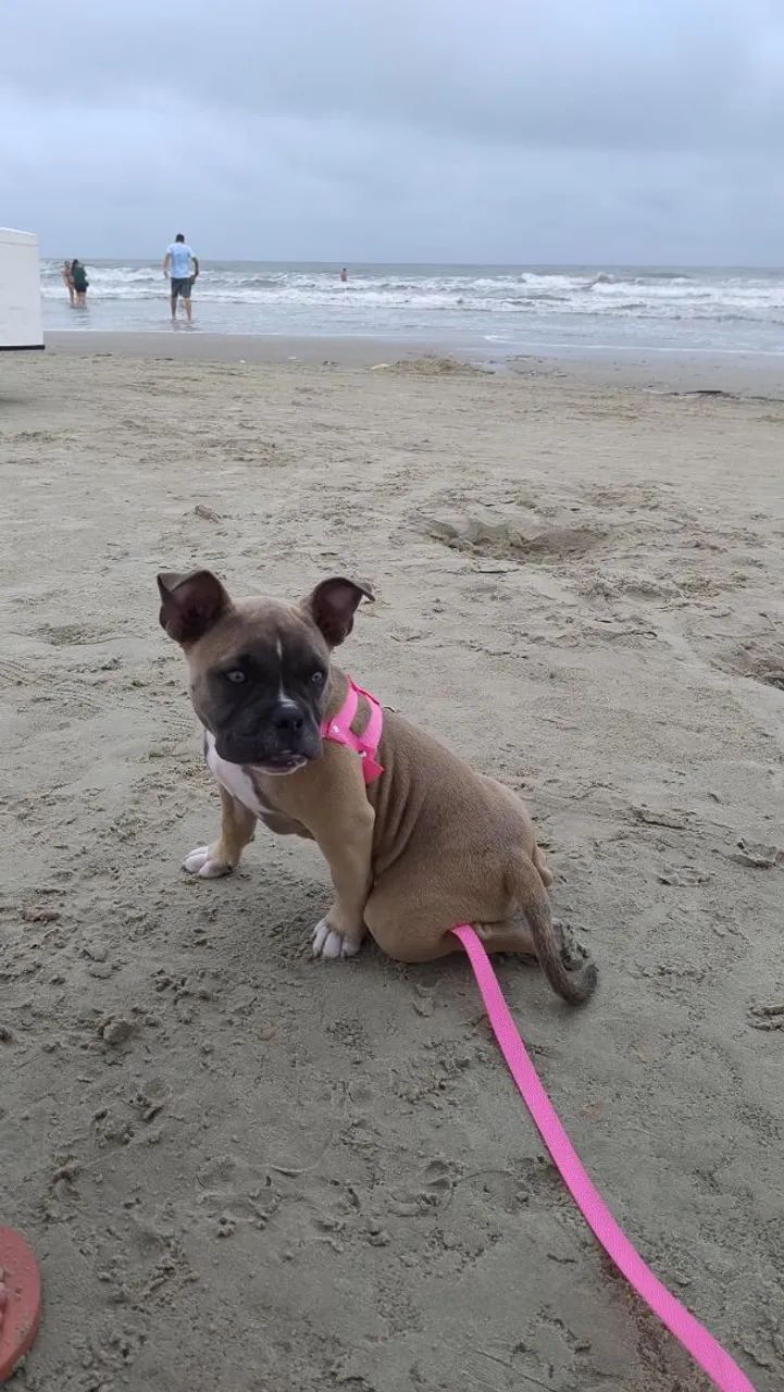 American Bully Pocket fêmea com Pedigree  - Foto 3