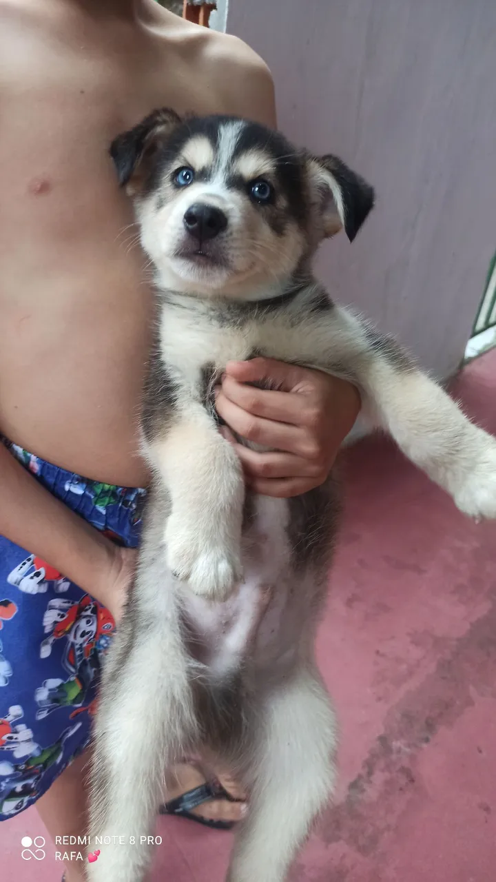 Filhote de Husky Siberiano