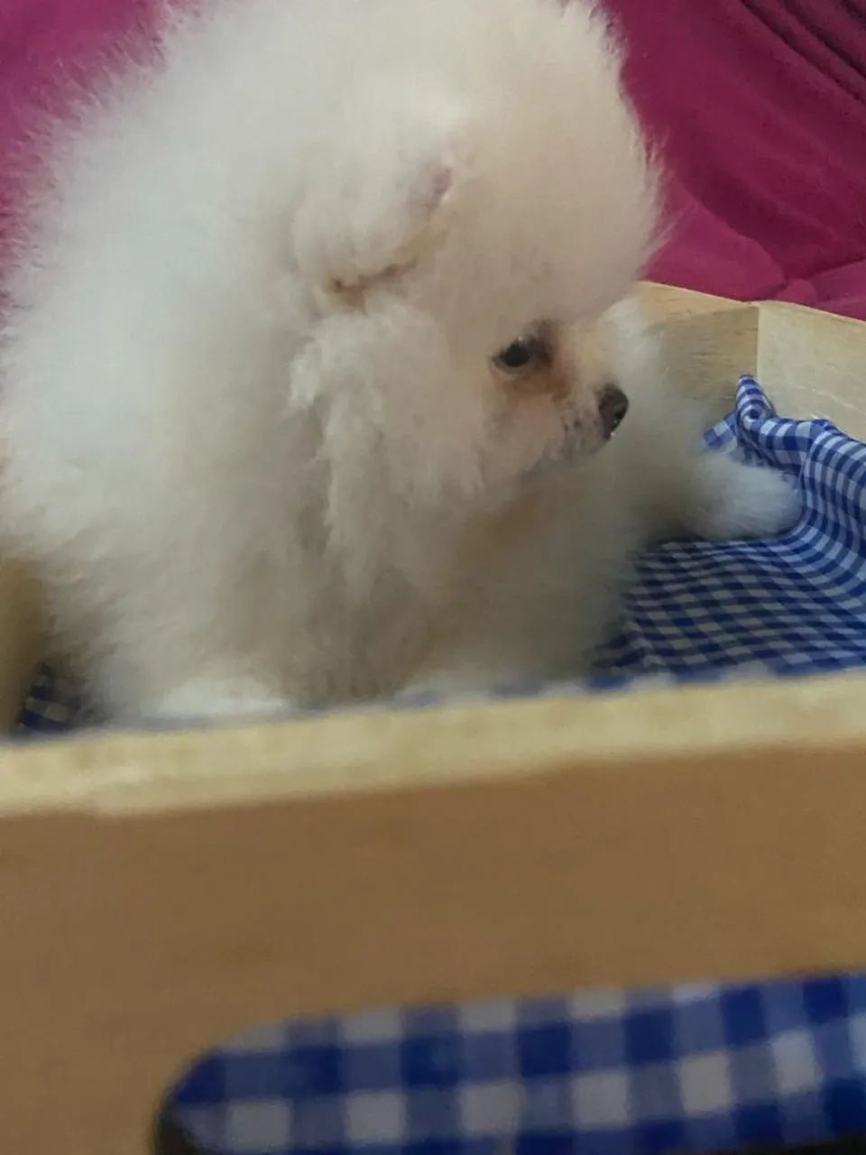 Bebês Spitz alto padrão  - Foto 4