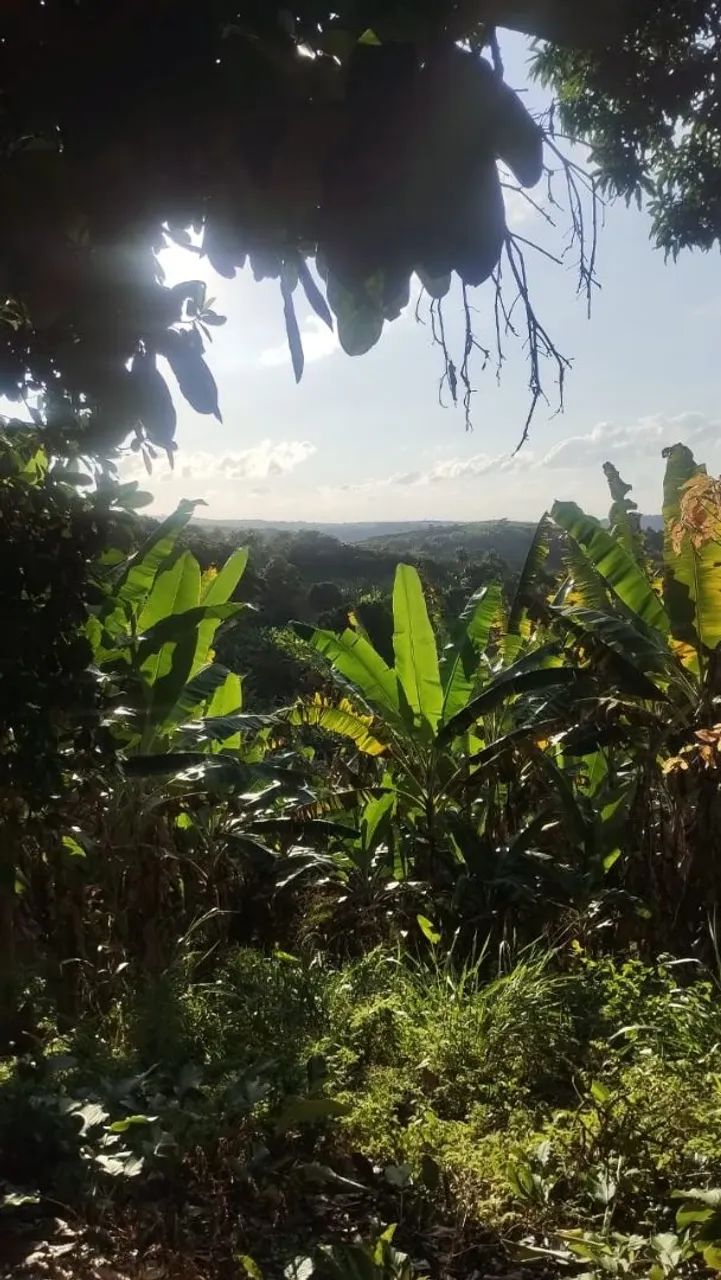 Sítio com 6 hectares repleto de bananeiras  - Foto 2
