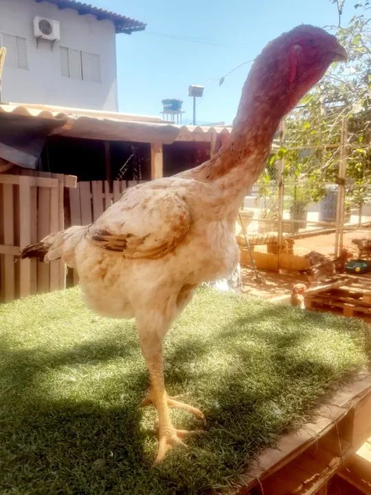 VENDO ÍNDIO GIGANTE "RAÇUDO " - Foto 4