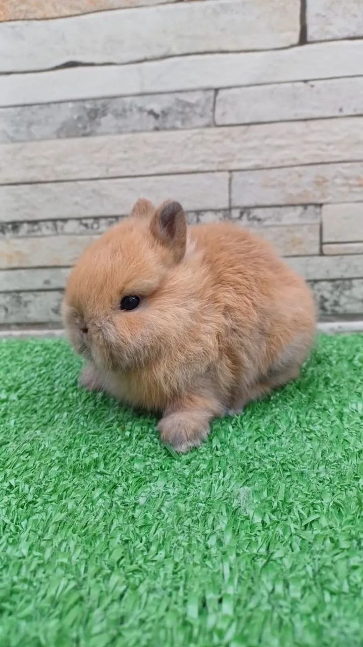 Coelho anão Raça Netherland Dwarf (linhagem importada)