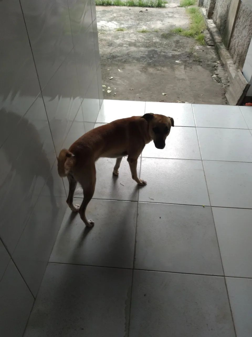 Cachorro caramelo para adoção - Foto 3