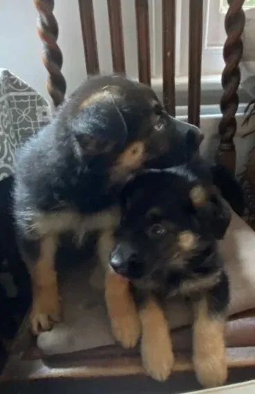 Pastor Alemão Com Garantias Em Contrato