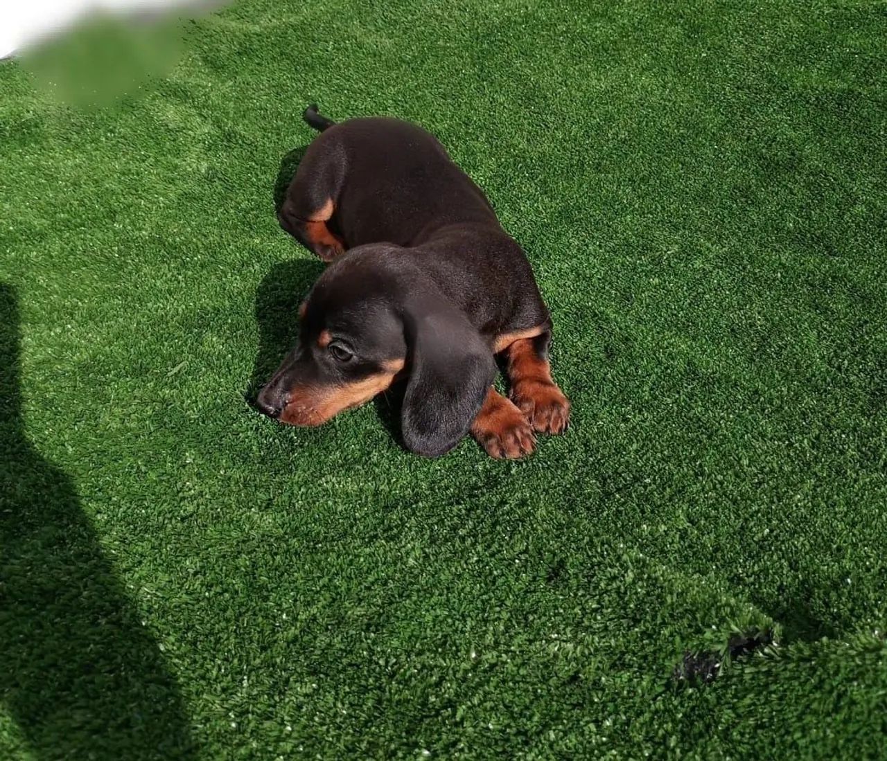Filhotes Dachshund/ Basset/ Salsicha Diferentes Cores Machos e Fêmeas - Foto 3