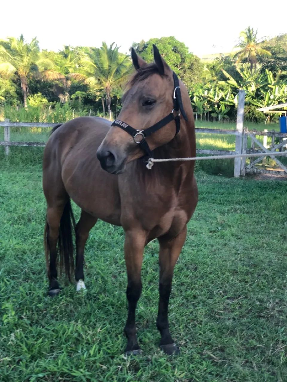 Égua a venda  - Foto 5