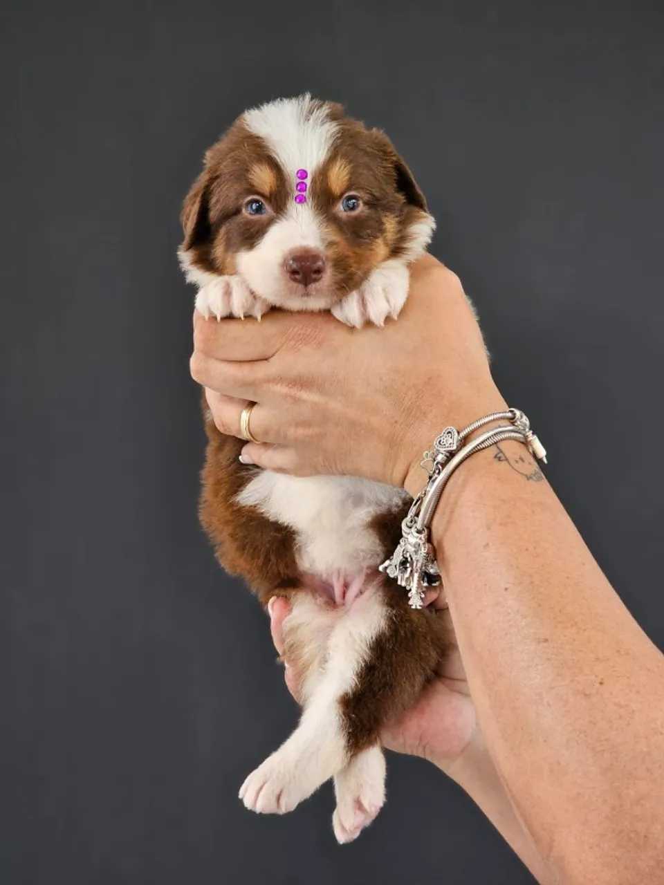 Border Collie | Entrega em Maringá 11/04