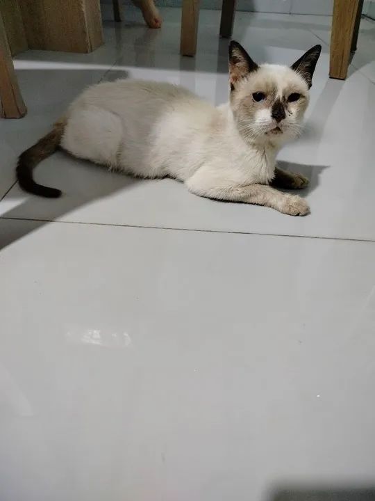 Gato pra doação  - Foto 5