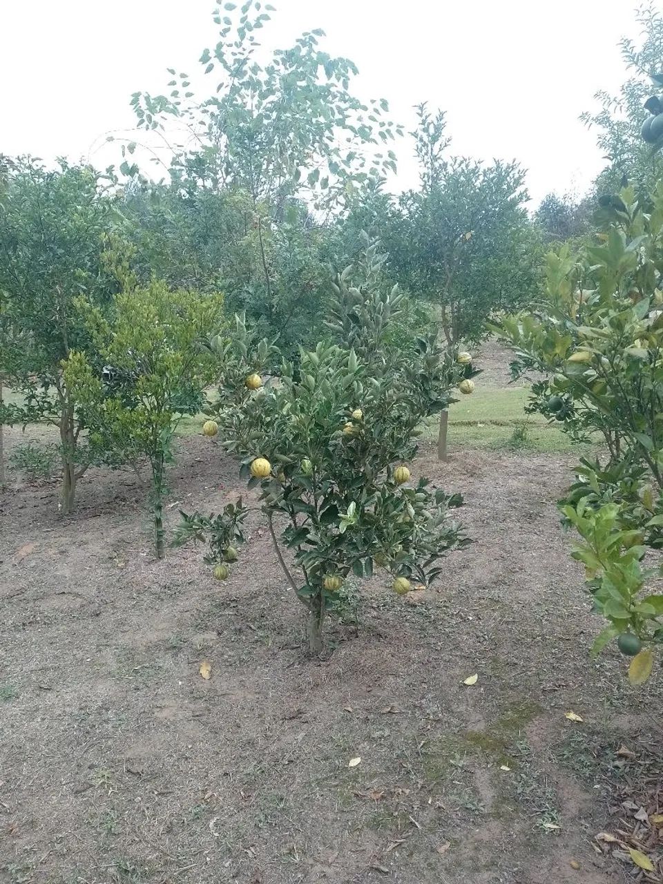 Troca-se chácara por casa em Itapetininga  - Foto 4