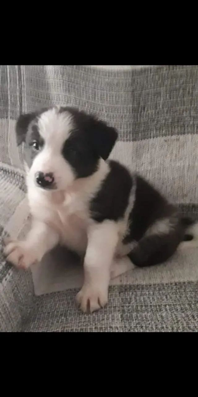 Border collie marrom  - Foto 5