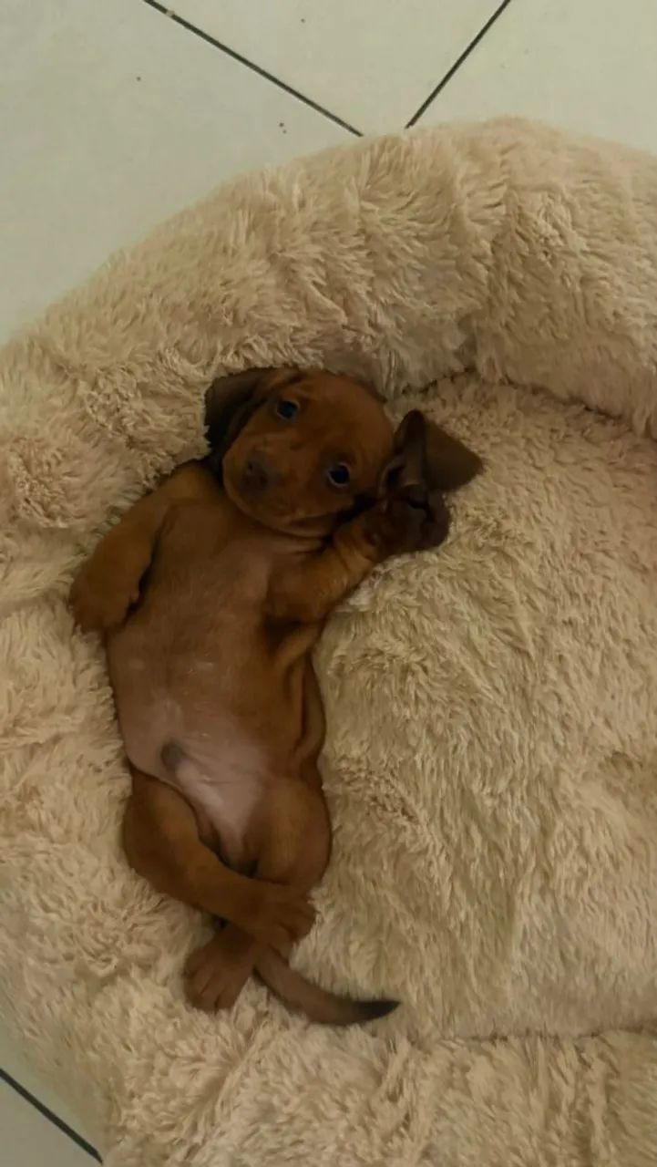 Dachshund Miniatura  - Foto 4