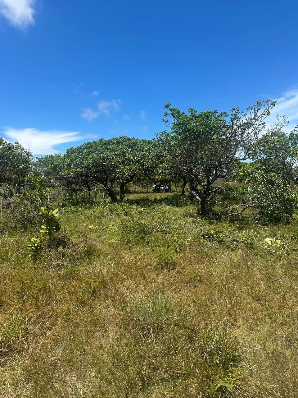 Terreno 10x50 em paracuru - Foto 4