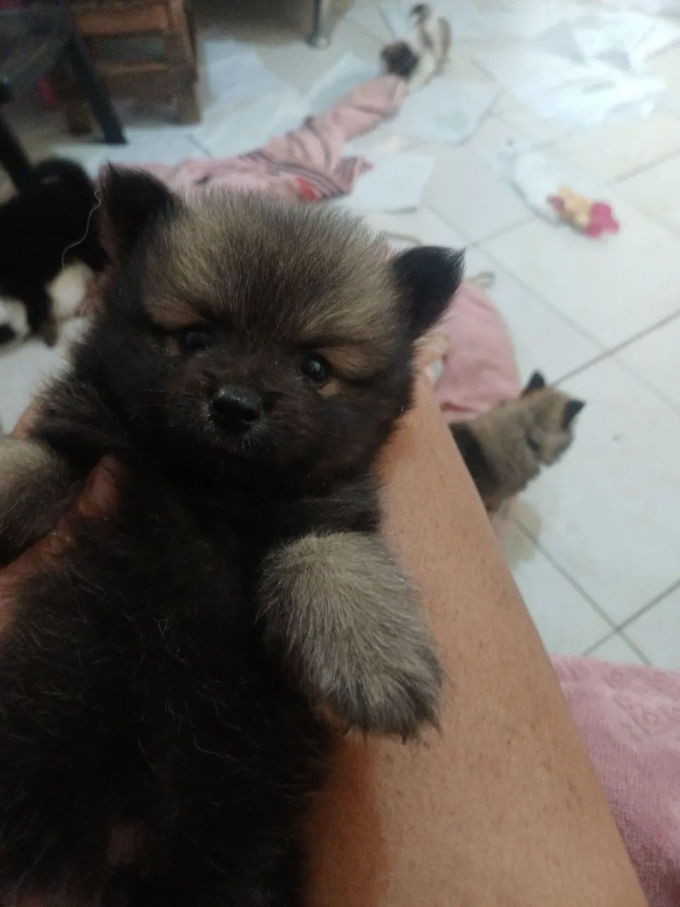 Cachorro - Foto 3