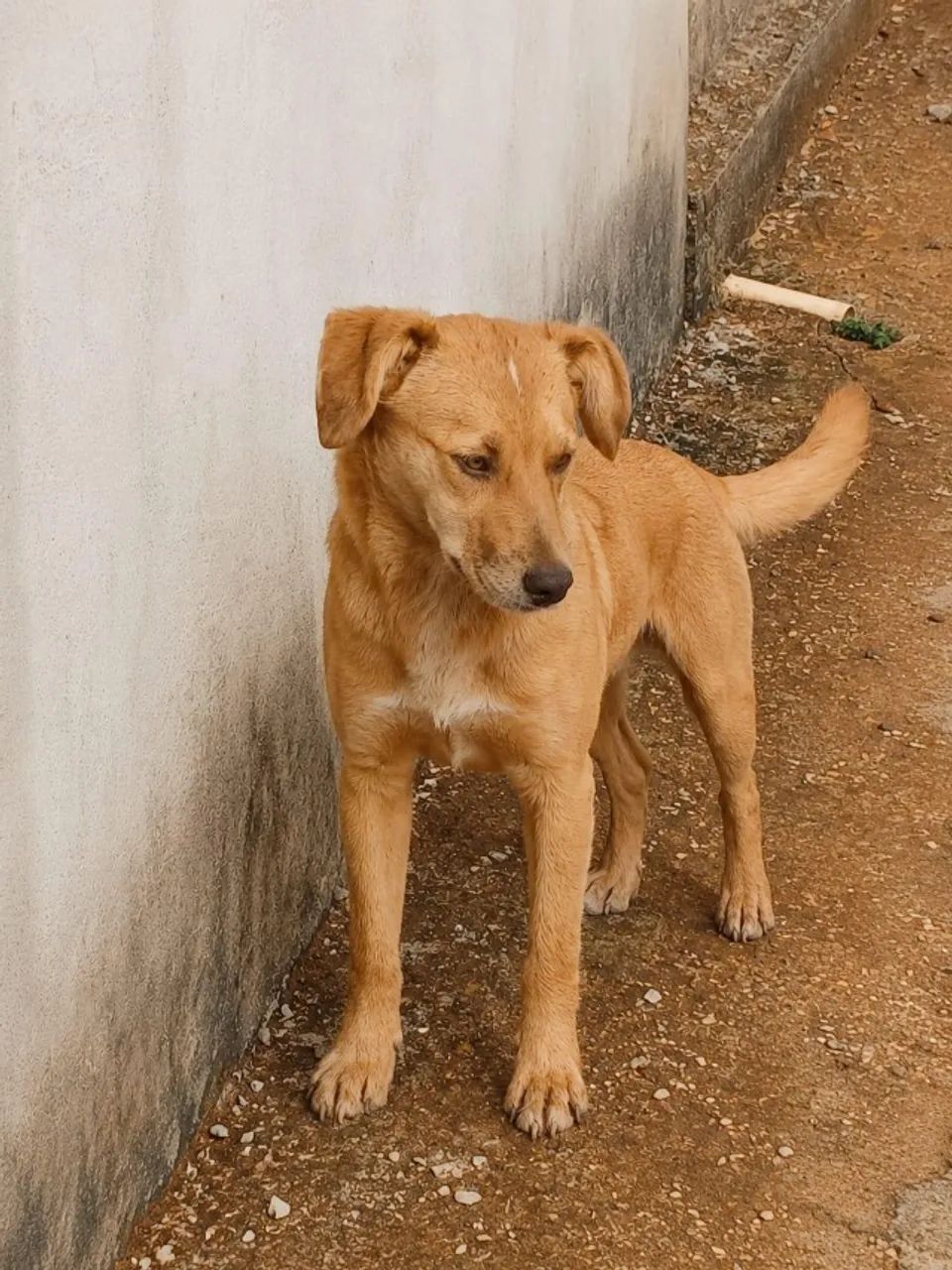 Cachorros  - Foto 2