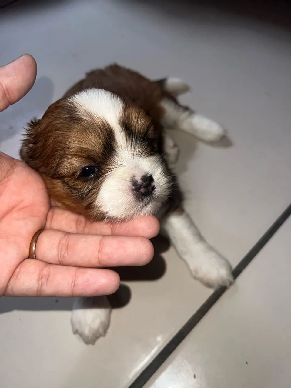 Shih tzu - Foto 5