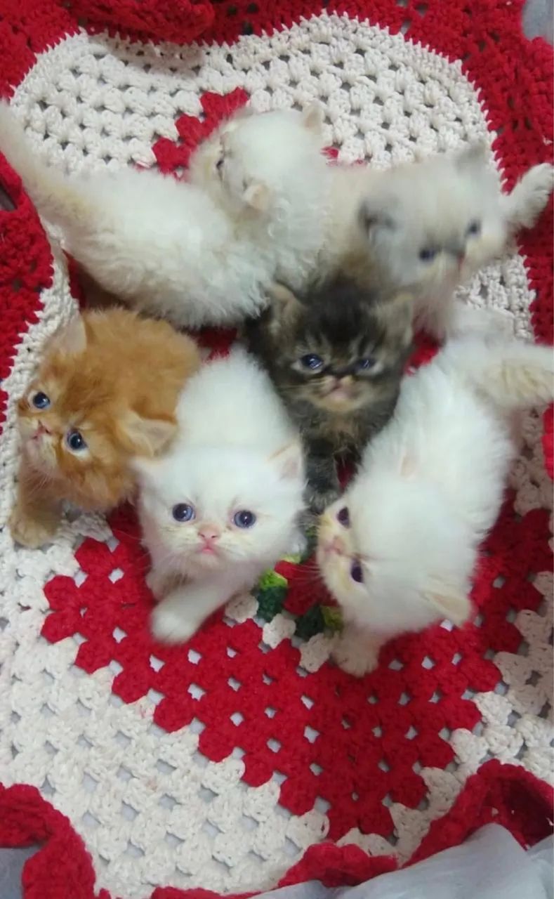 Lindos gatos persa - Foto 2