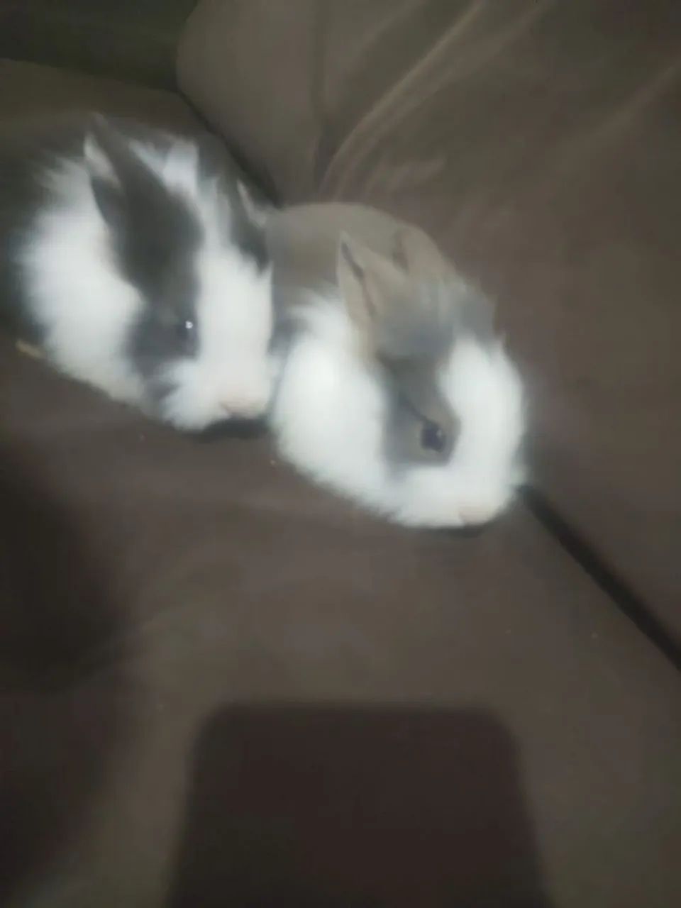 Vendo filhotes de mini lions últimos 4  - Foto 4