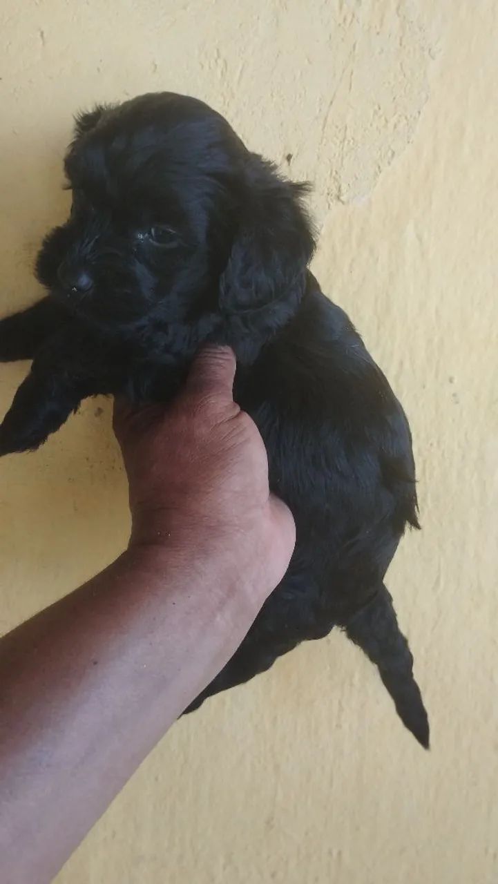 Vende se cães  - Foto 3